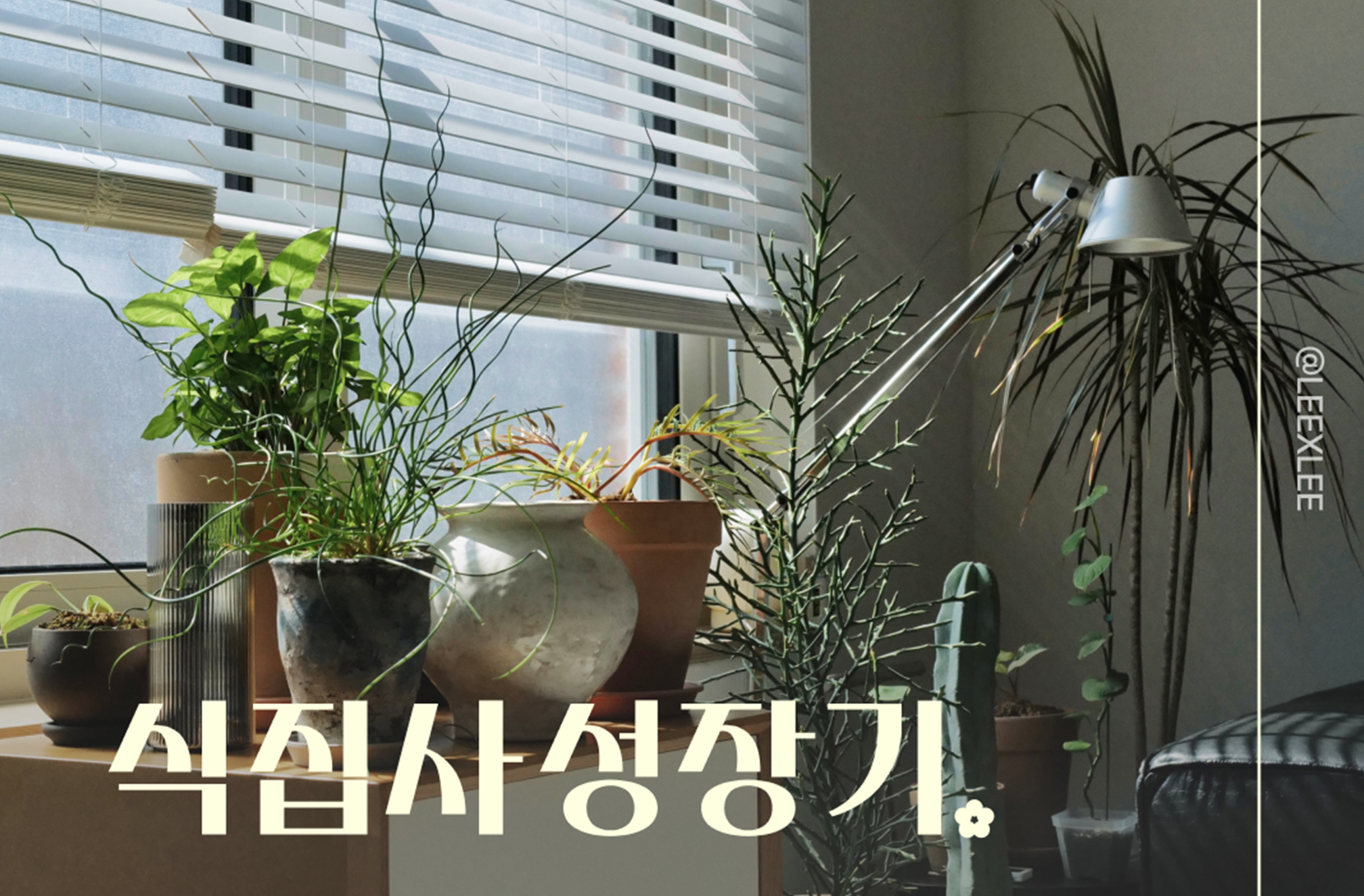 [신아일보] 오늘의집, 반려식물 선호 트렌드 ‘정조준’